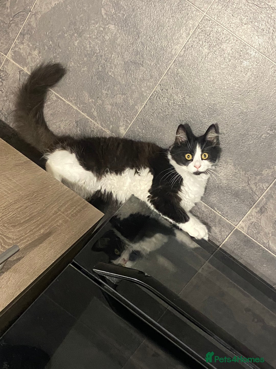Mixed Breed cats for sale: Brother and sister  - Image 5