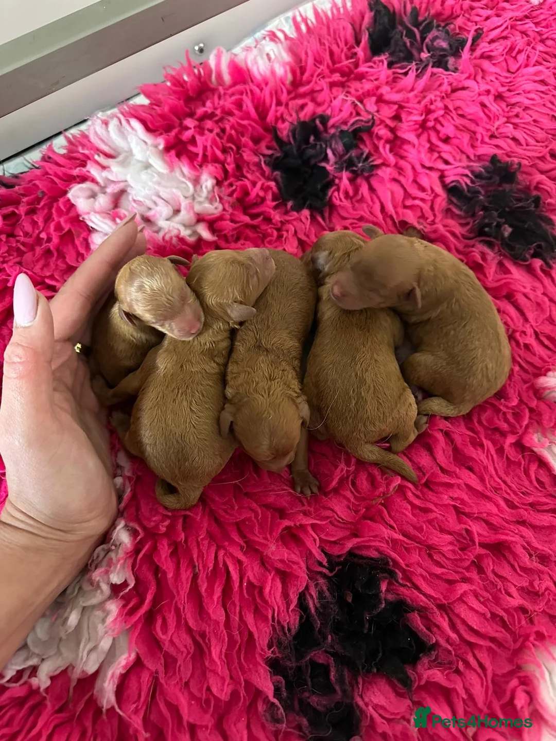 Miniature Poodle dogs for stud: 🇷🇺extensively health tested Russian import🇷🇺 - Advert 9