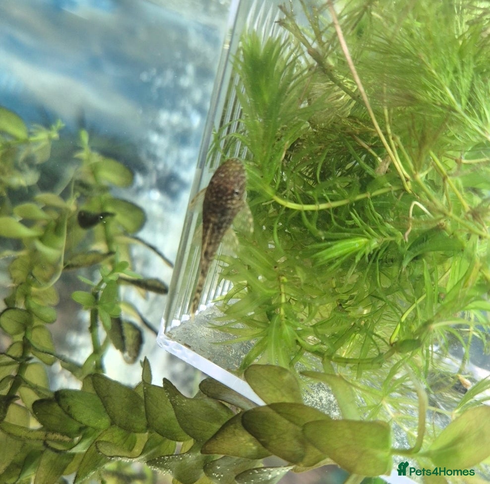 Plecos fish Bristlenose pleco juvenile  - Advert 1