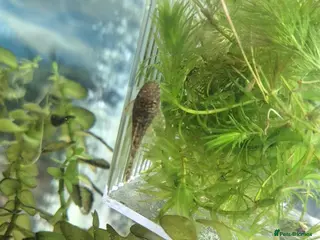 Plecos fish Bristlenose pleco juvenile - Advert 1