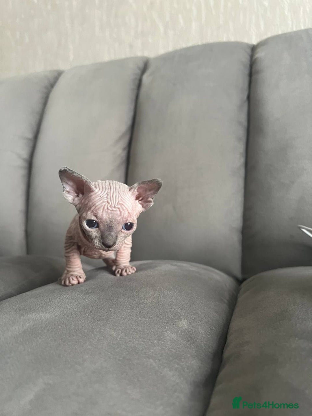 Sphynx cats for sale: TICA REGISTERED CANADIAN Elf Sphynx 1 kitten left  - Image 29