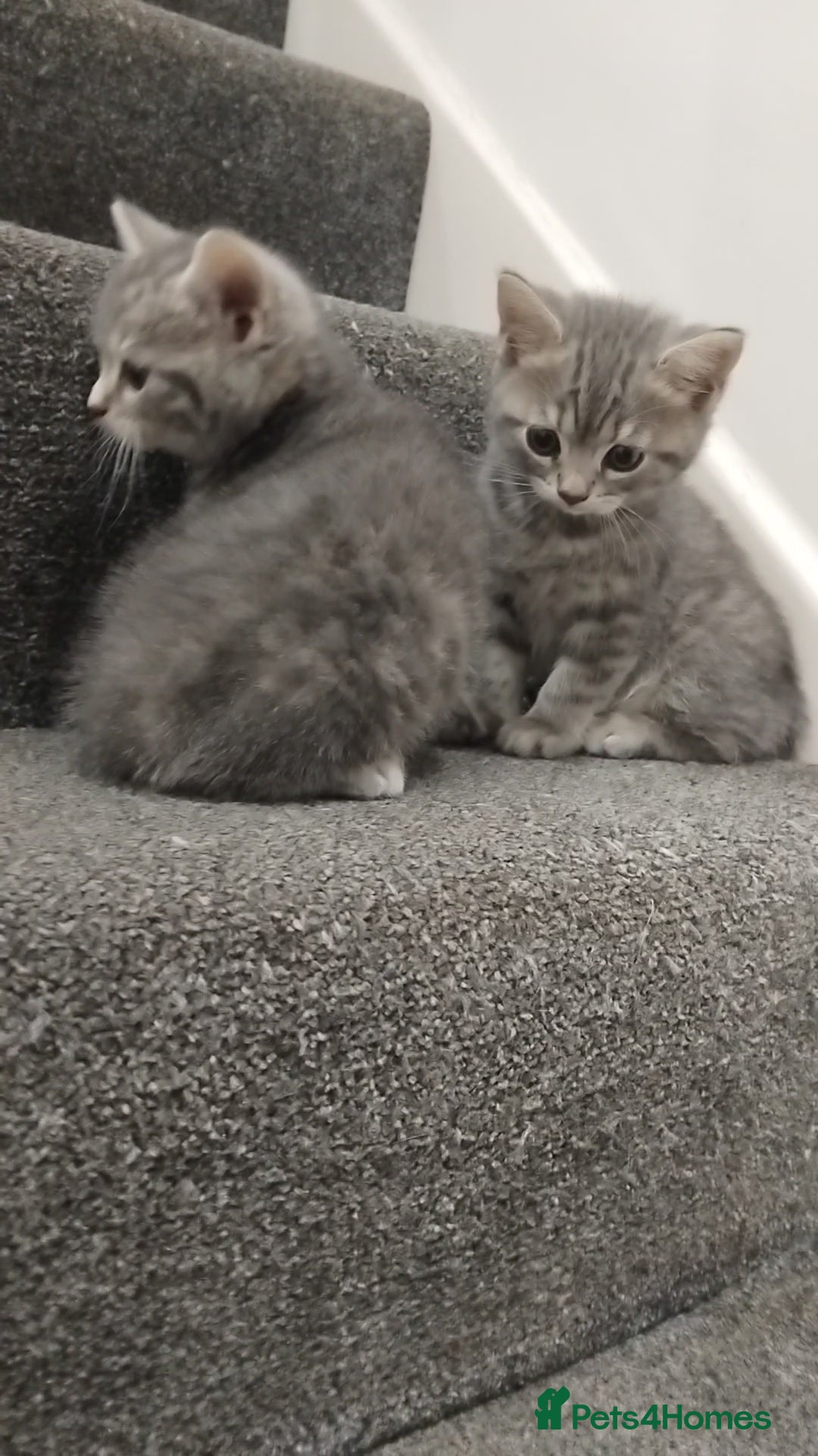 British Shorthair cats for sale: BSH cross kittens - Advert 16
