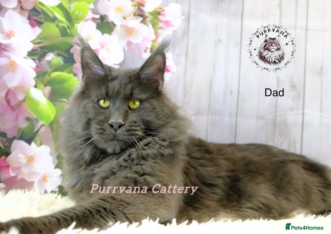 Maine Coon cats for sale: TICA registration Stunning Maine coon kittens - Advert 6