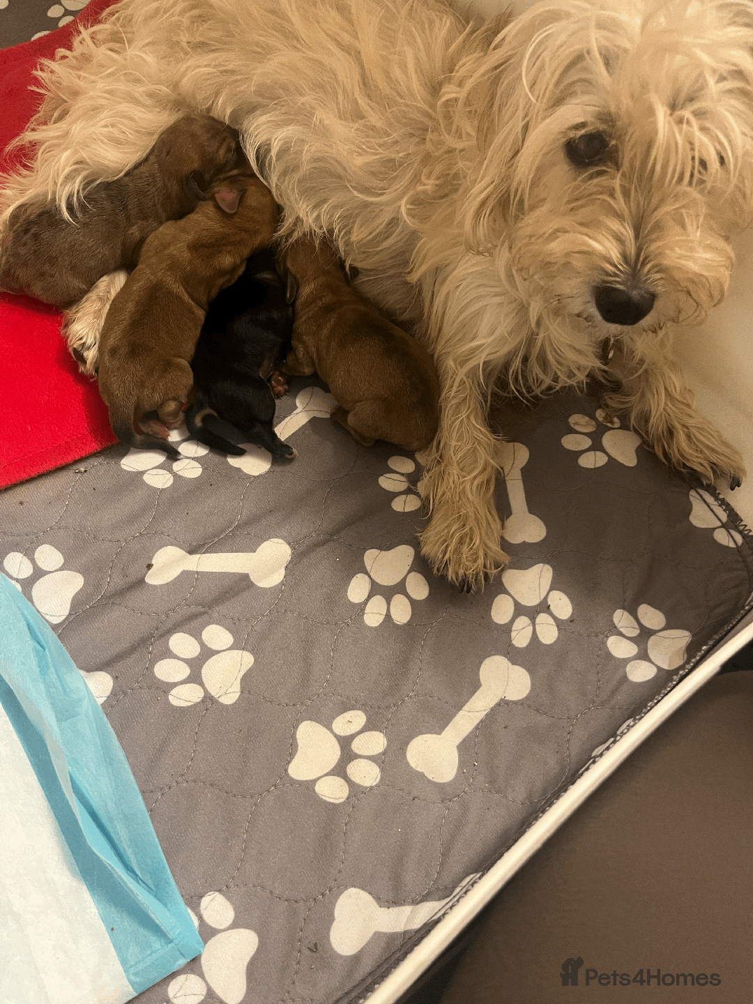 Mixed Breed dogs for sale: Maltese Cross Miniature Dachshund  - Image 16