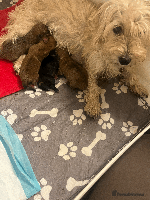 Mixed Breed dogs Maltese Cross Miniature Dachshund - Advert 2