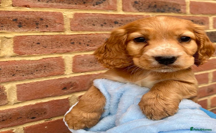 Cocker Spaniel dogs - Advert 1