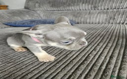 French Bulldog dogs for sale: Gorgeous frenchie pups  - Image 22