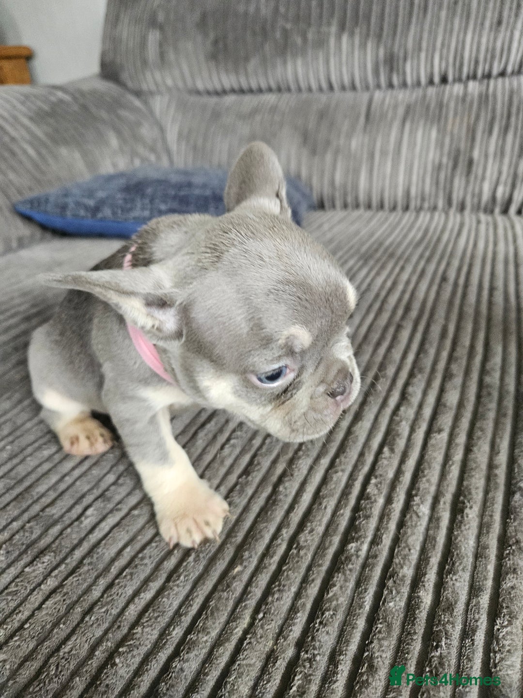 French Bulldog dogs for sale: Gorgeous frenchie pups  - Image 22