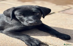 Labrador Retriever dogs for sale: Beautiful Pedigree Black Lab Puppies - Image 25