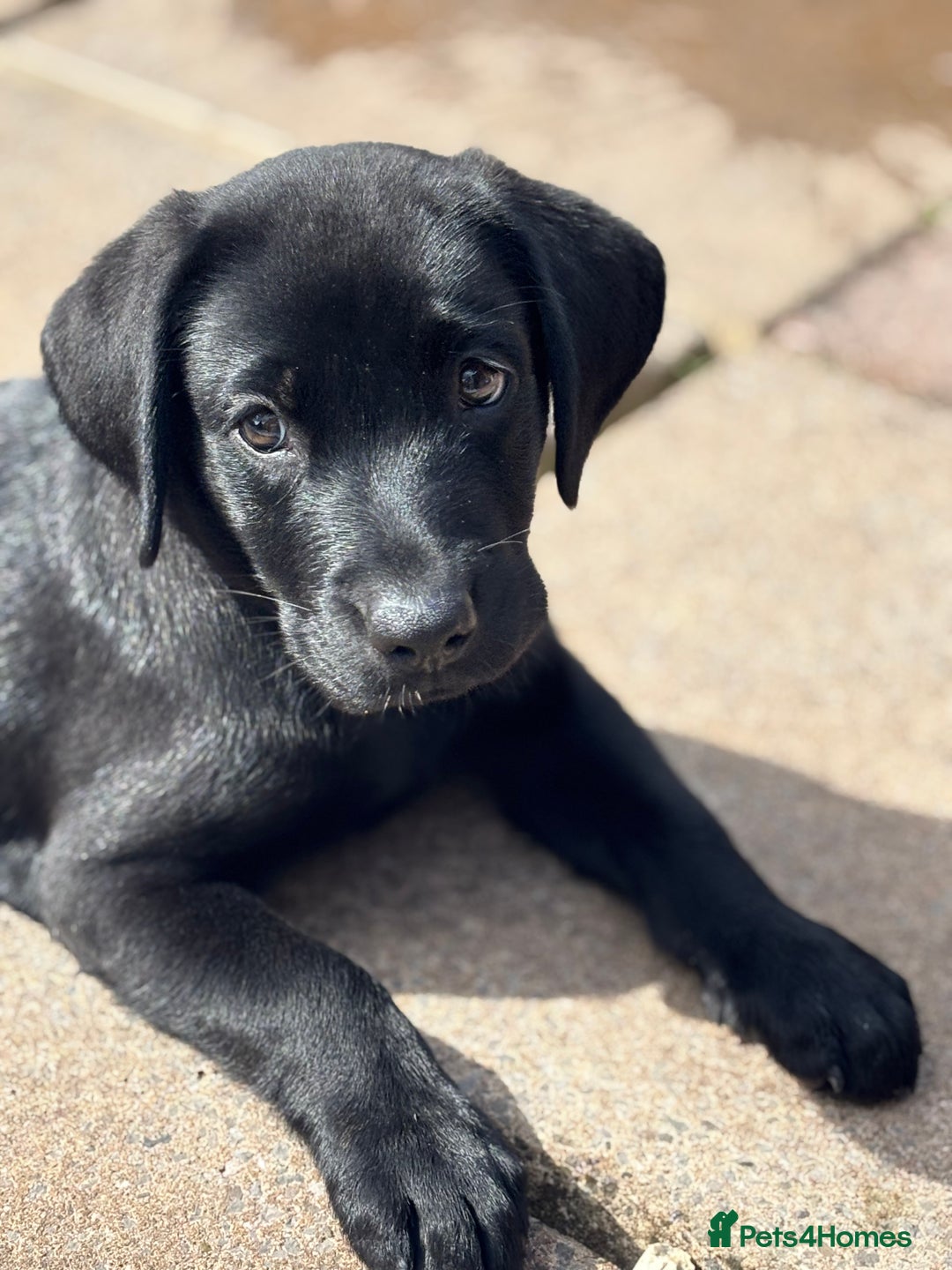 Labrador Retriever dogs for sale: Beautiful Pedigree Black Lab Puppies - Image 25
