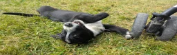 Mixed Breed dogs for sale: Cardigan Corgi - Advert 2