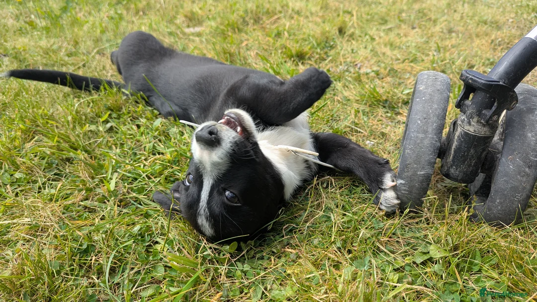 Mixed Breed dogs for sale: Cardigan Corgi - Advert 2