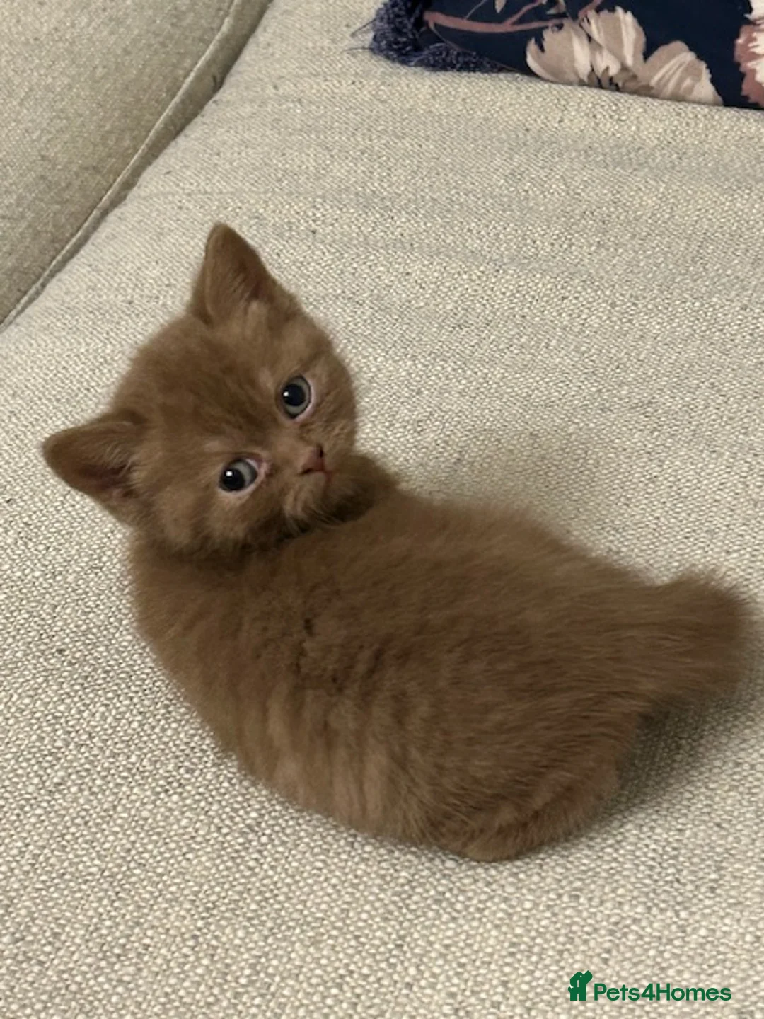 British Shorthair cats for sale: Stunning Lilac and Cinnamon girls available GCCF  - Advert 5