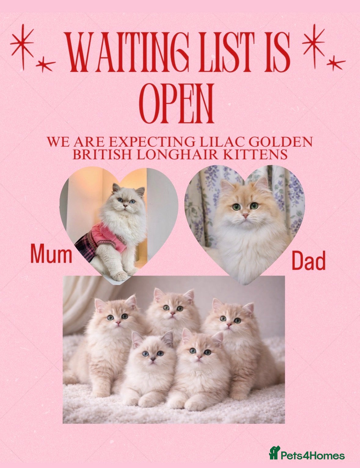 British Longhair cats Lilac golden British longhair blue golden pedigree - Advert 1