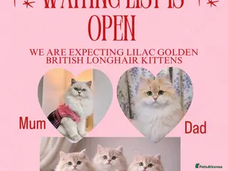 British Longhair cats Lilac golden British longhair blue golden pedigree - Advert 1