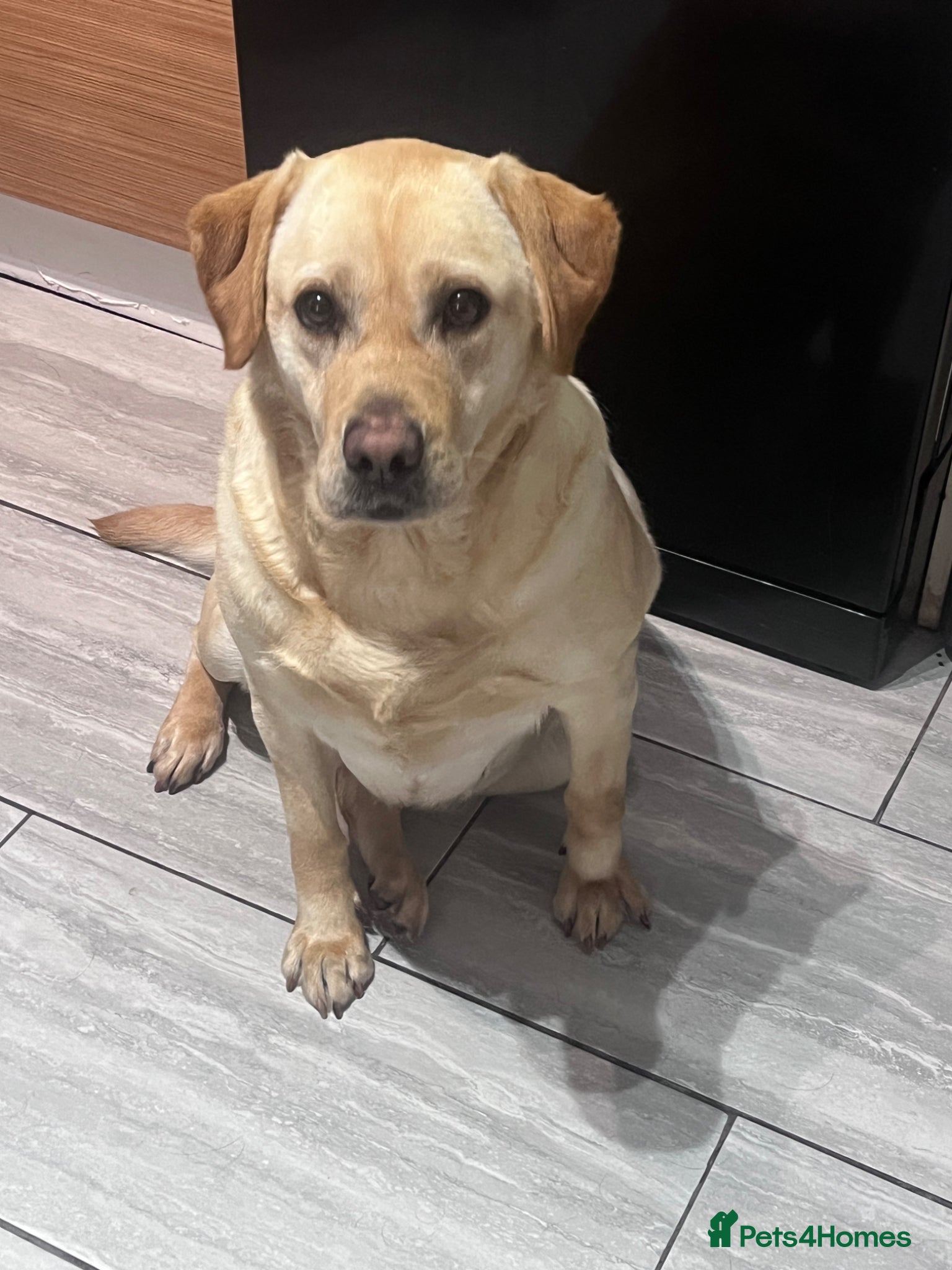 Labrador Retriever dogs 2 adult Labrador for rehoming - Advert 1