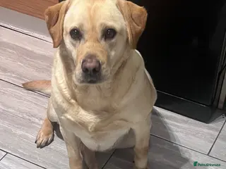 Labrador Retriever dogs 2 adult Labrador for rehoming - Advert 1