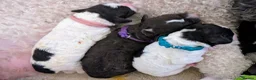 Spanish Water Dog dogs for sale: Spanish water dog  - Advert 2