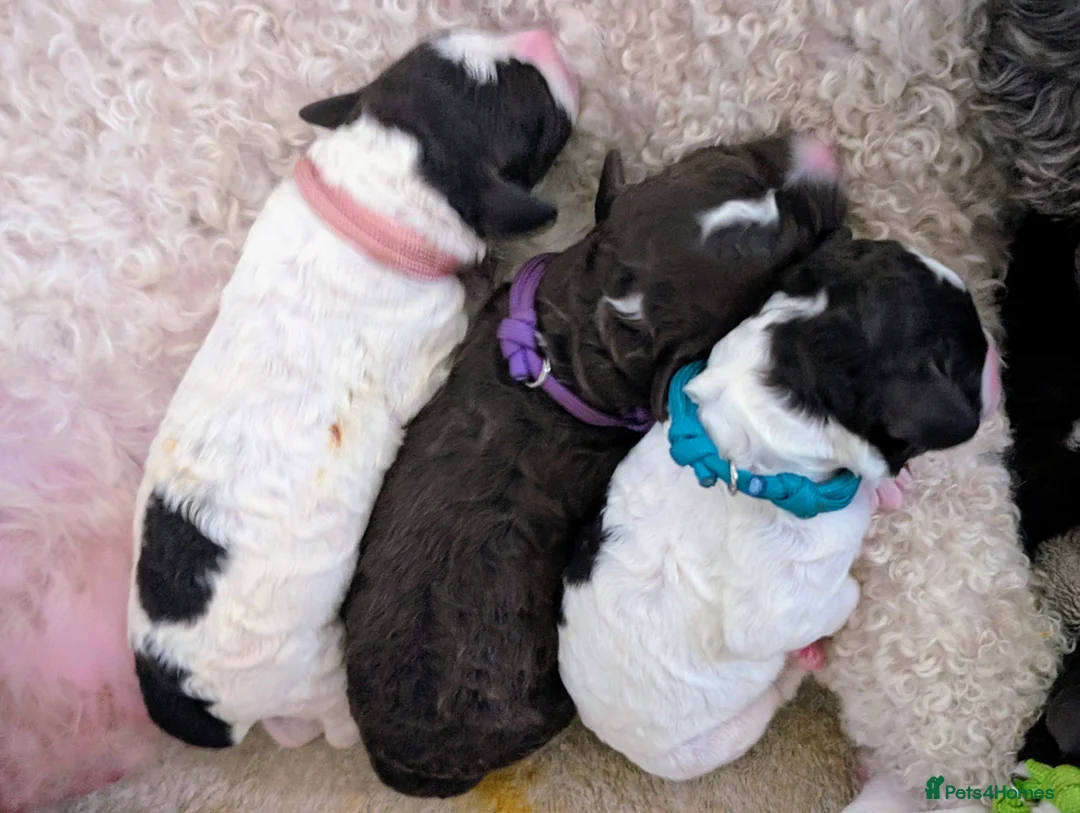 Spanish Water Dog dogs for sale: Spanish water dog  - Advert 2