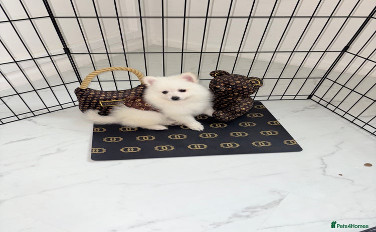 Japanese Spitz dogs - Advert 1