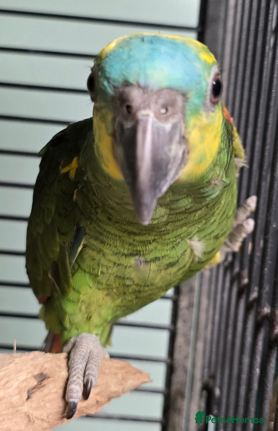 Parrots birds for sale: Cheeky Handreared Amazon's, Galah's & Caique's!!! - Advert 14