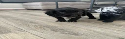 Cocker Spaniel dogs for sale: Cocker spaniel puppy boy reduced price  in Leeds - Advert 3