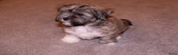 Lhasa Apso dogs for sale: Adorable Lhasa Apso Puppies full pedigree - Advert 6