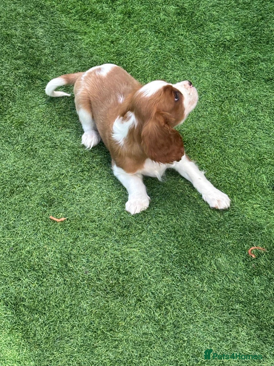 Cavalier King Charles Spaniel dogs for sale: King Charles Cavalier puppes - Advert 3