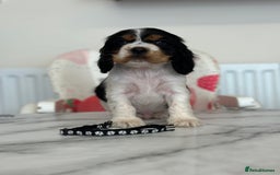 Cocker Spaniel dogs for sale: Full show line health tested cocker spaniel puppy - Image 6