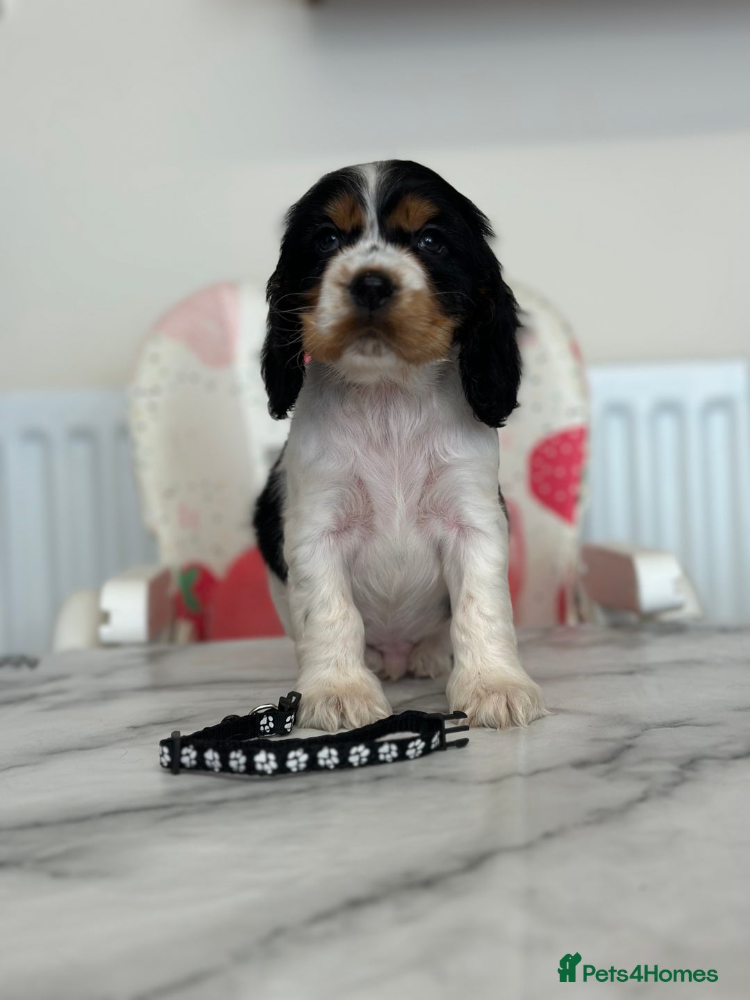Cocker Spaniel dogs for sale: Full show line health tested cocker spaniel puppy - Image 6