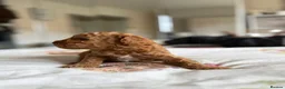 Cavapoo dogs for sale: Reduced F1b Toy Cavapoo girl health tested parents - Advert 23