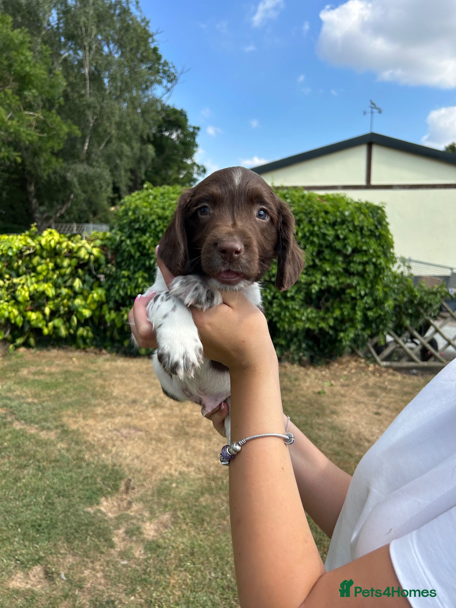 English Springer Spaniel dogs KC Working Springer Springer Puppies - Advert 1