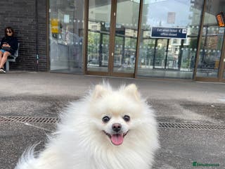 Pomeranian dogs Proven White Cream Pomeranian male for Stud in London - Advert 4