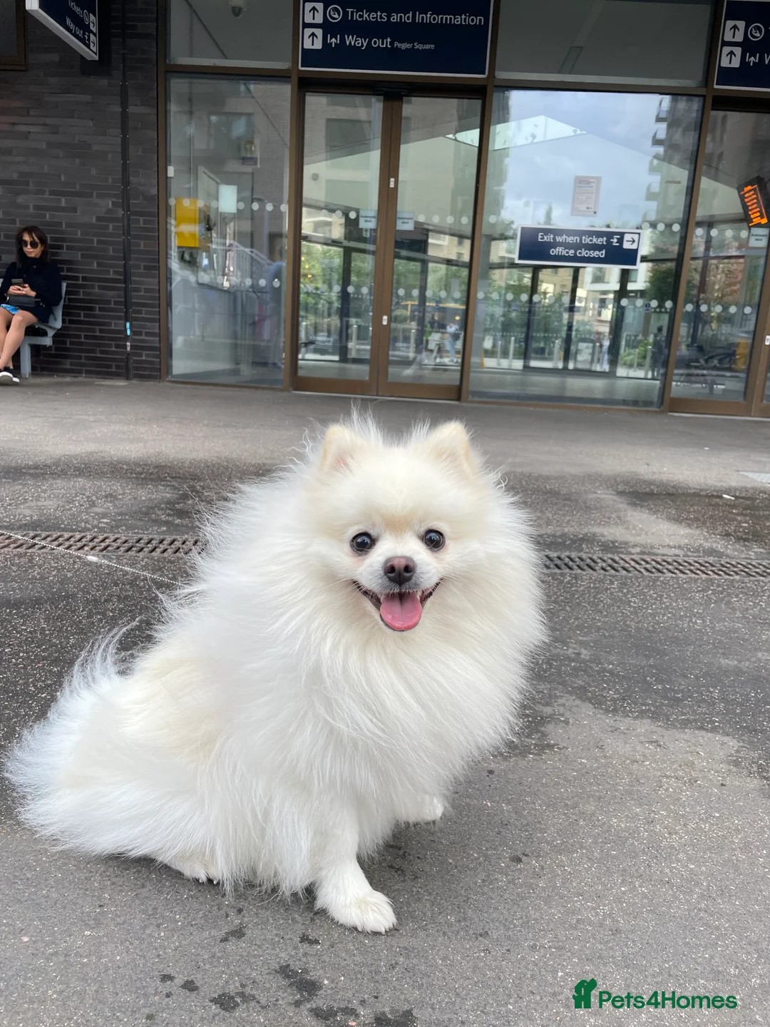 Pomeranian dogs for stud: Proven White Cream Pomeranian male for Stud in London - Advert 1