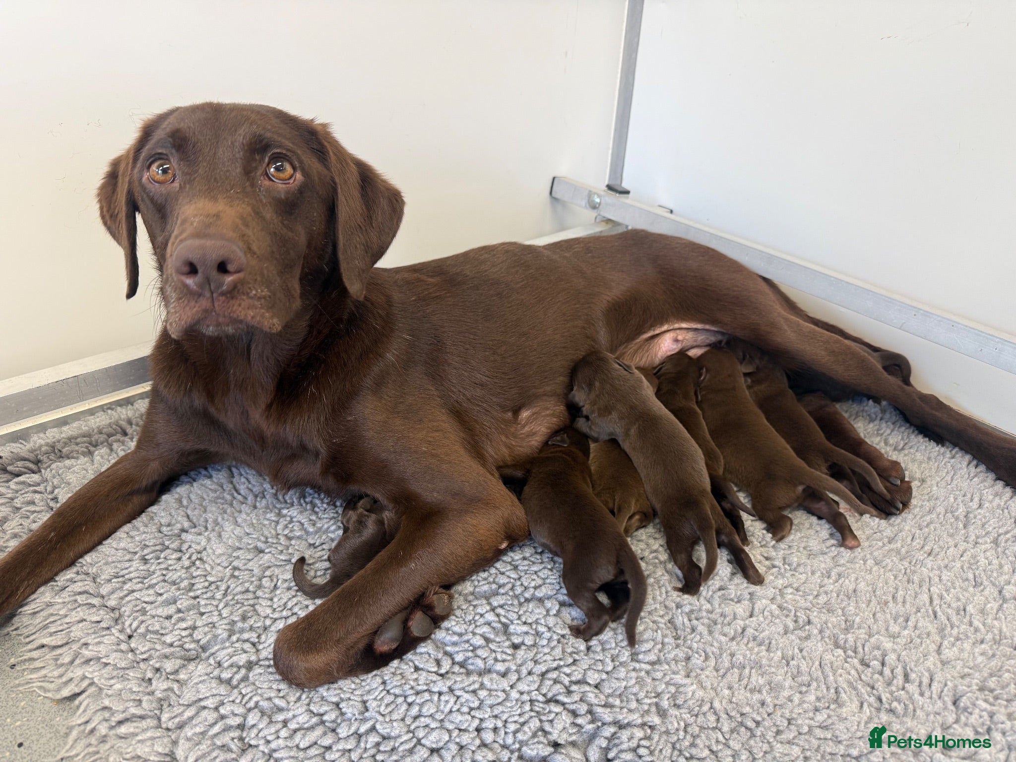 Labrador Retriever dogs RKC Registered Chocolate Labrador Puppies - Advert 1