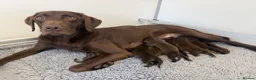 Labrador Retriever dogs for sale: RKC Registered Chocolate Labrador Puppies - Advert 1