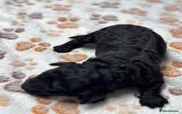 Cockapoo dogs for sale: Beautiful Fully Health Tested Cockapoos - Image 17