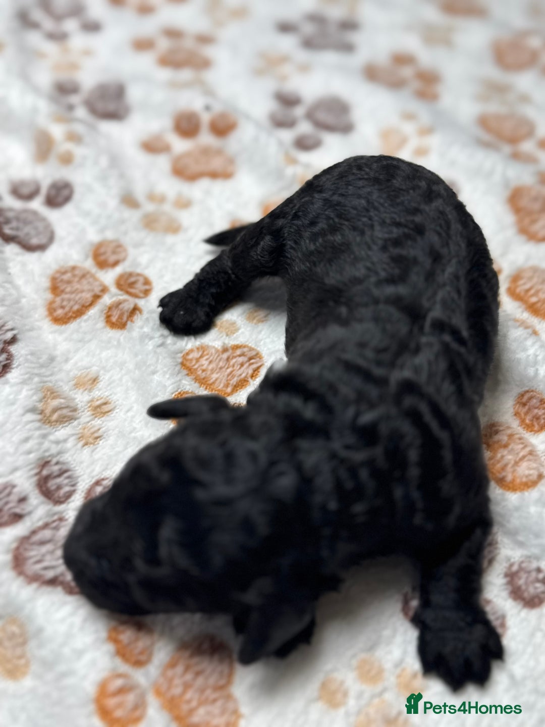 Cockapoo dogs for sale: Beautiful Fully Health Tested Cockapoos - Image 17