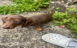 Miniature Dachshund dogs for sale: READY NOW Miniature Dachshund puppy 1 girl left in Caerphilly - Image 1