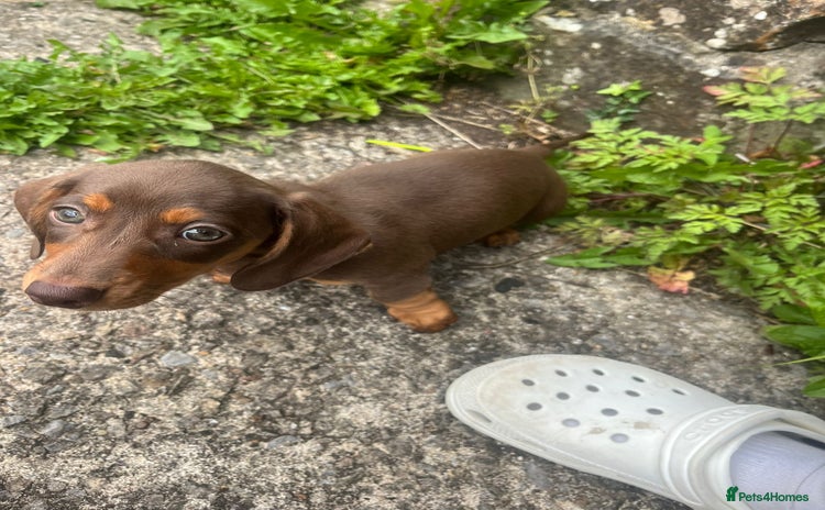 Miniature Dachshund dogs in Caerphilly - Advert 3