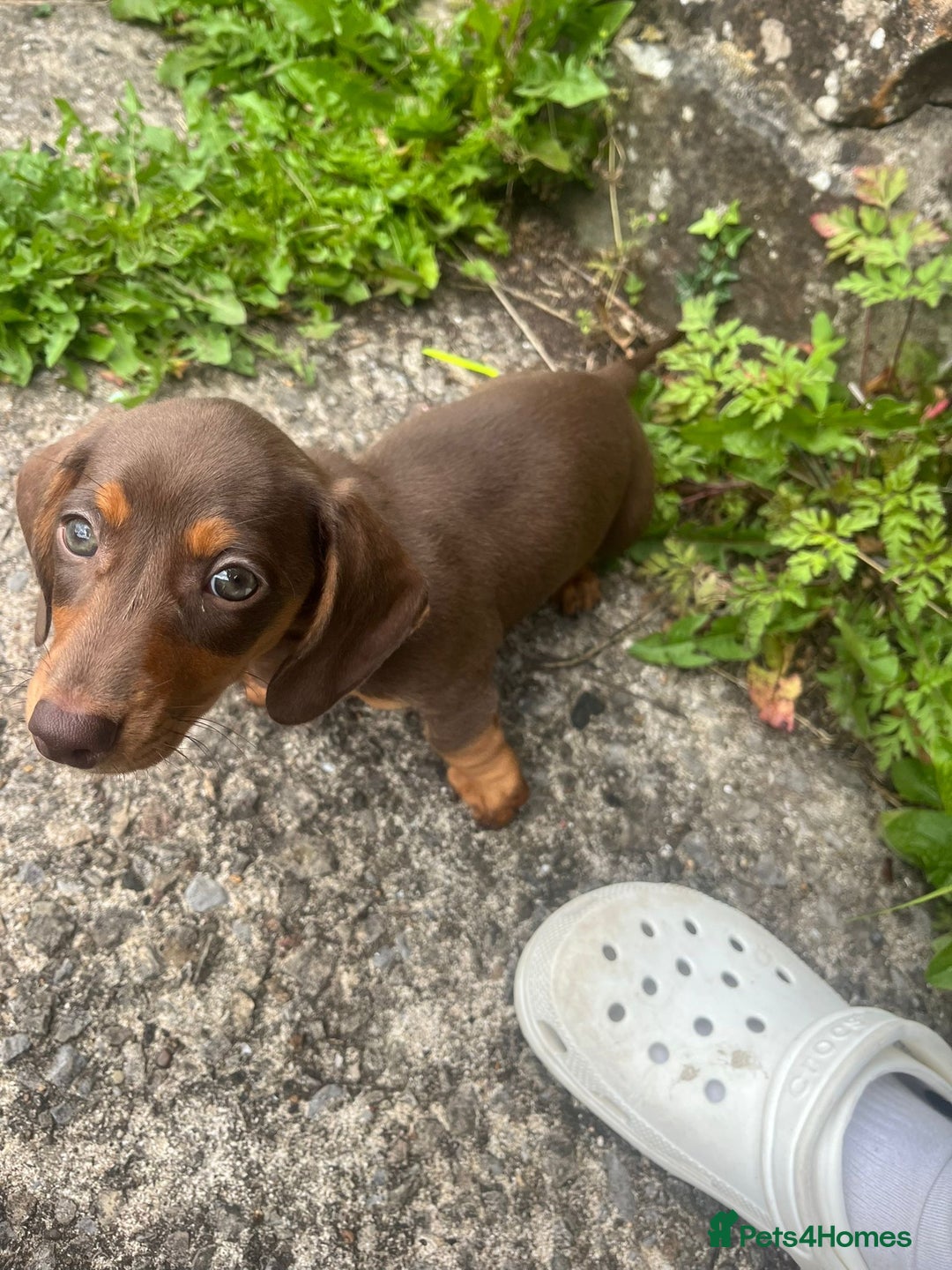 Miniature Dachshund dogs for sale: READY NOW Miniature Dachshund puppy 1 girl left in Caerphilly - Image 1