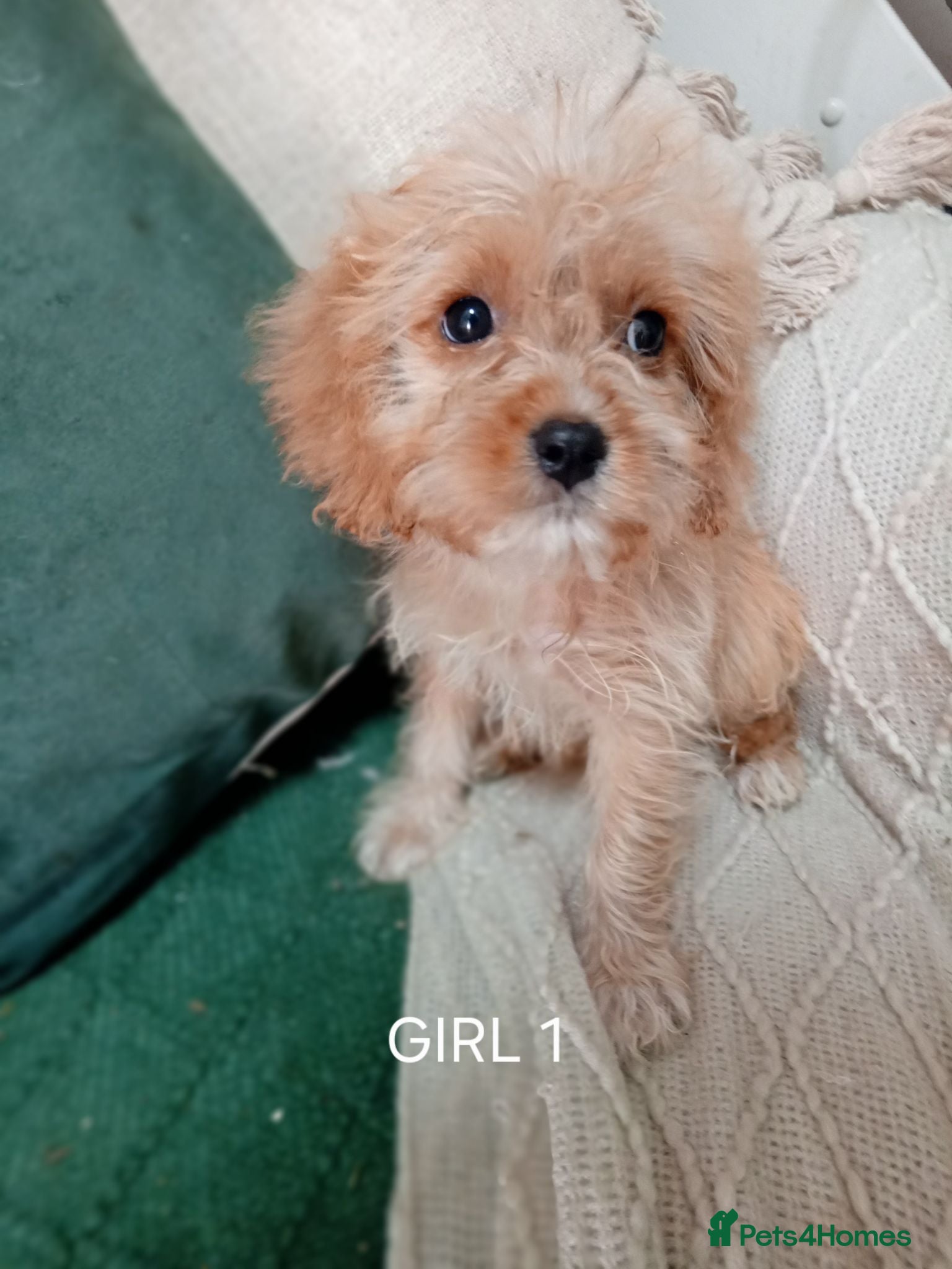 Cavapoo dogs A BEAUTIFUL LITTER OF CAVAPOO BABIES - Advert 2