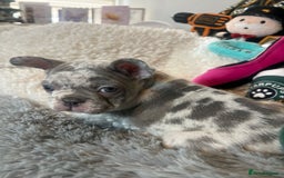 French Bulldog dogs for sale: Stunning Newshade French Bulldog Puppies - Image 15