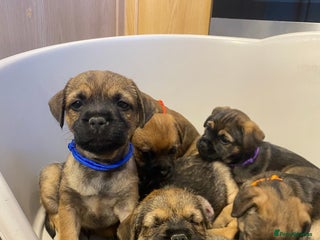 Border Terrier dogs BORDER TERRIER PUPPIES⭐️ - Advert 3