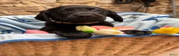 Goldador dogs for sale: Lovely chunky Goldador puppies - Advert 5