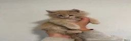 Maine Coon cats for sale: 4 beautiful and playful Maine Coon kittens - Advert 4