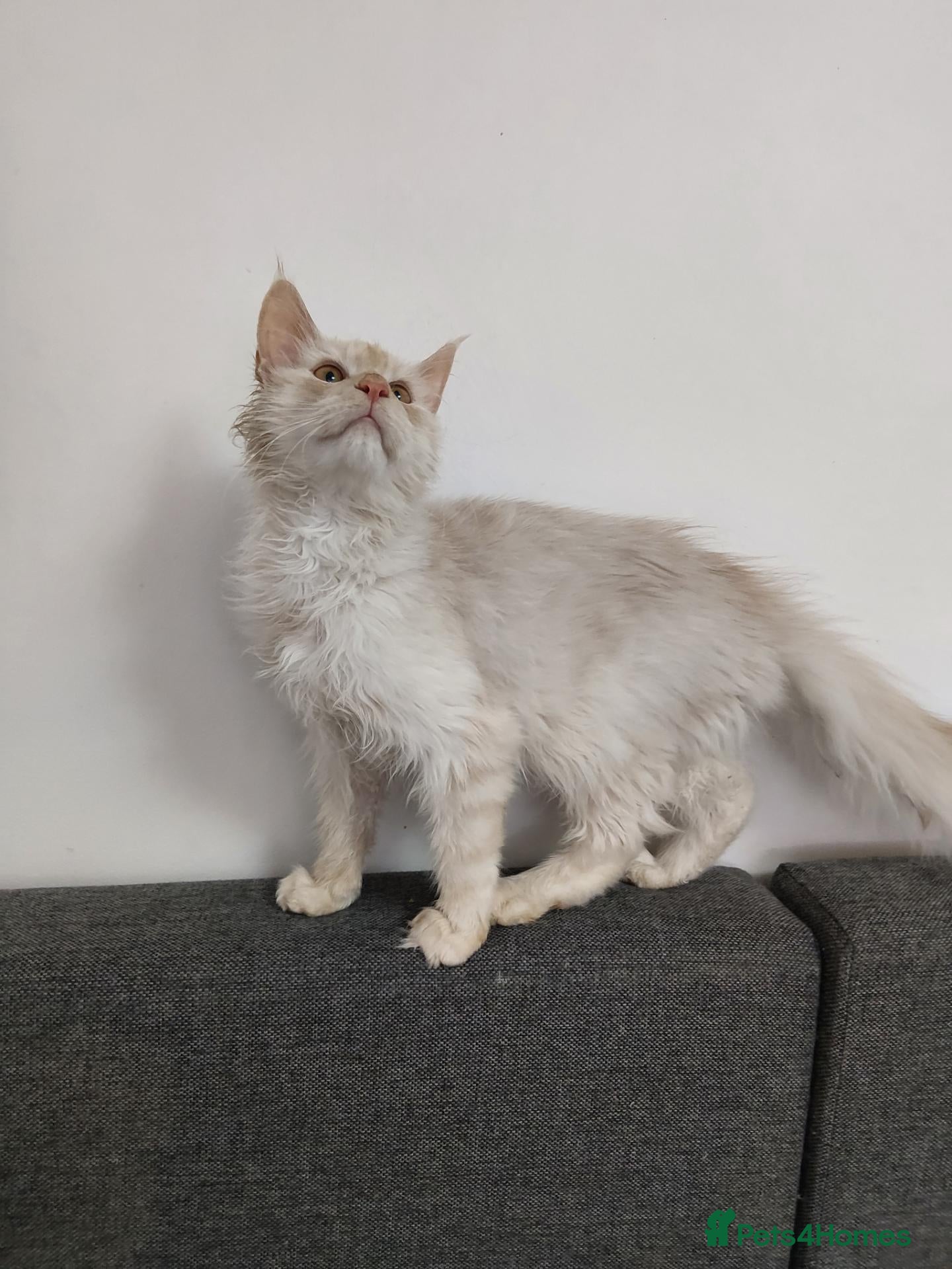 Maine Coon cats Red silver shaded boy - Advert 15