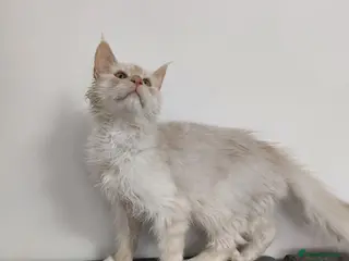 Maine Coon cats Red silver shaded boy - Advert 15