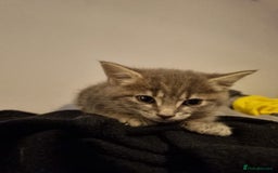 Mixed Breed cats for sale: Beautiful grey/tabby female kittens  - Advert 9