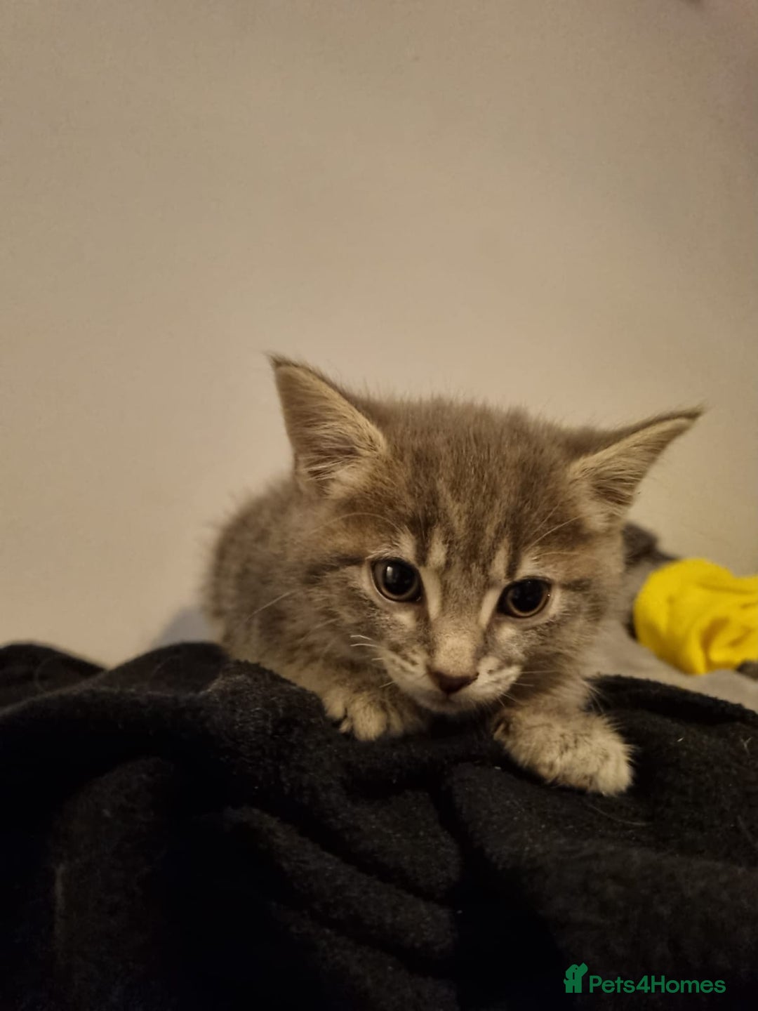 Mixed Breed cats for sale: Beautiful grey/tabby female kittens  - Advert 9